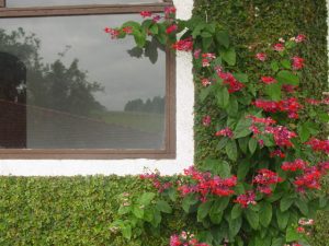 lindas flores cobrindo a janela da casa de oracao