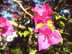 cacho de flor primavera pink