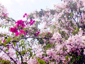 flor primavera rosa