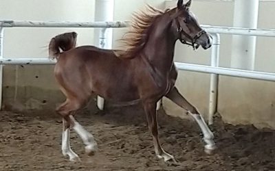 cavalo-arabe2