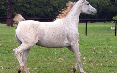 cavalo-arabe5